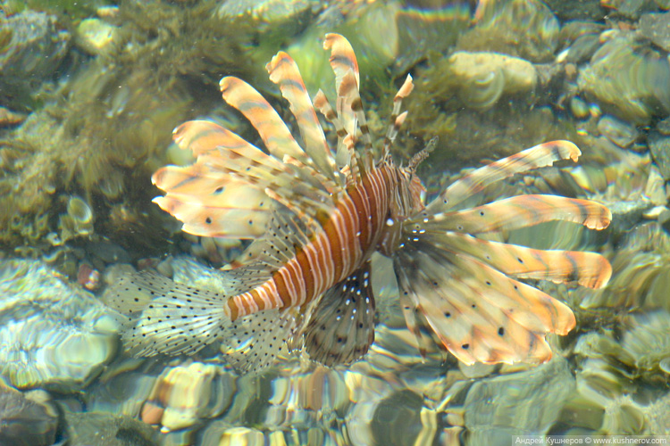 Рыбки Красного моря с названиями 🐠 Каталог рыб 🐡 Египет ...