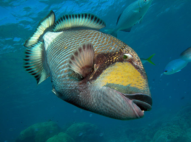 Рыбки Красного моря. Коралловые рифы. Фотографии и впечатления.