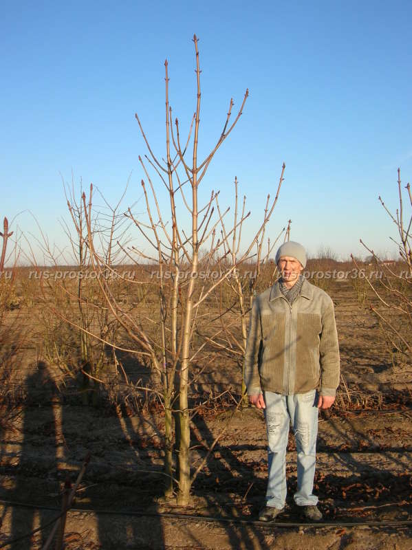 Голый конский каштан. Семена. Aesculus glabra. - Семена ...