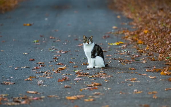 Ранняя осень, коты прилетели... | Пикабу