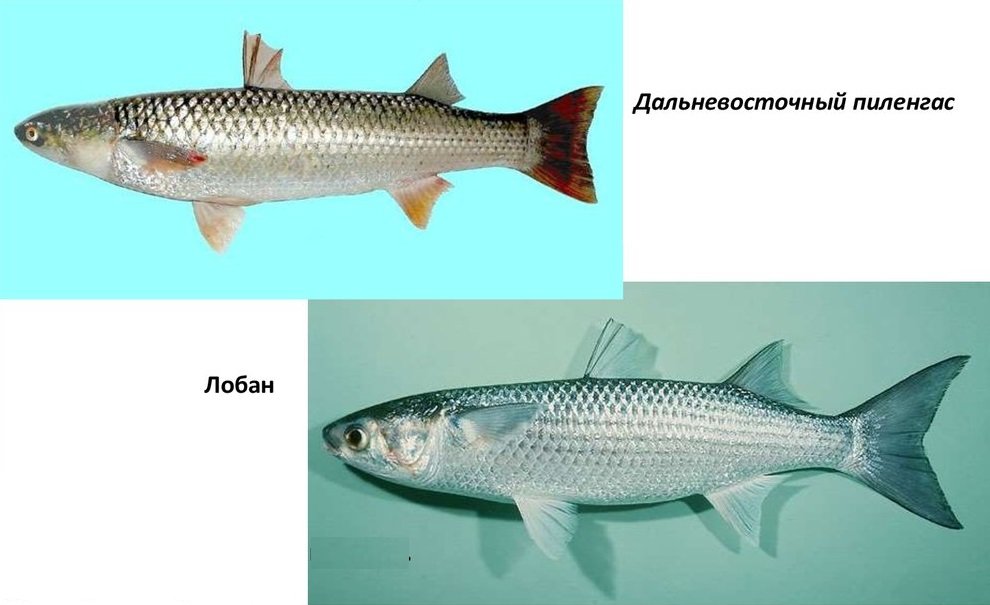 Сокровища Черного моря