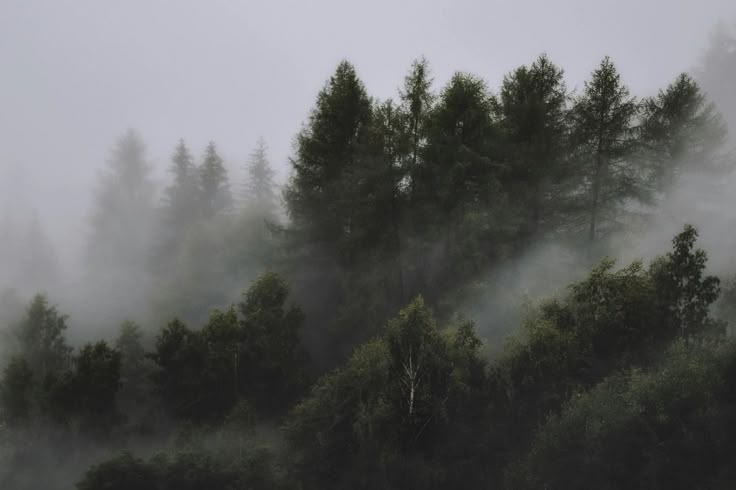 Сказочный лес, Forest, Fairytale, HD ...