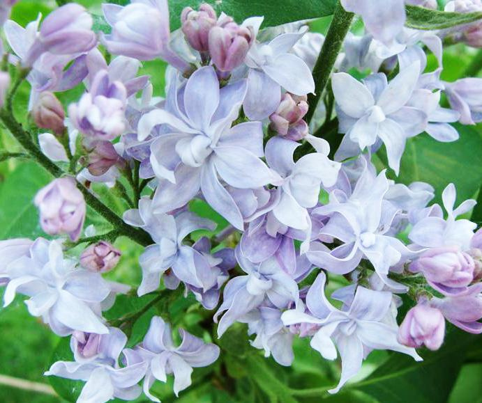 Syringa vulgaris Nebo Moskvy ...