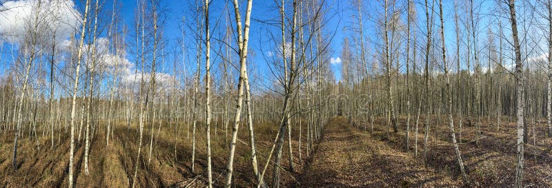 Скачать картинки Path of pine trees ...