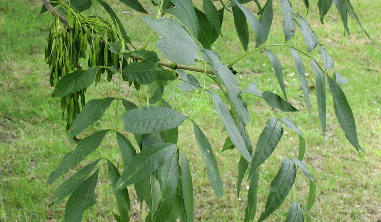 Fraxinus angustifolia 'Raywood', Ясень узколистный 'Рейвуд ...