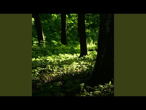 Звуки леса Sounds of the forest - YouTube