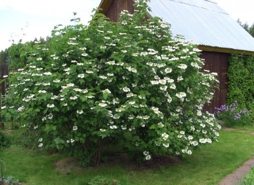 Калина обыкновенная / Viburnum opulus ...