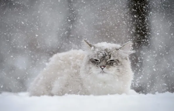 Коты и зима | Пикабу