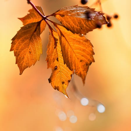 Autumn Leaves, Осень, Листья, Листья, Макро (4096x2160 ...