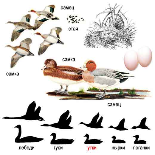 О повадках утки, о способах охоты на ...