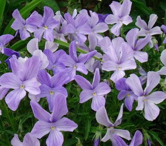 Барвинок малый (Vinca minor `Atropurpurea`) - Рокарии - По ...