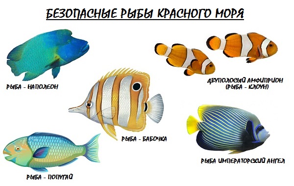 Более 950 работ на тему «Red Parrot Fish»: стоковые фото ...