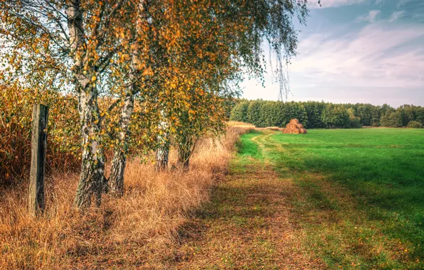 Осень поле лес - картинки и фото (48 шт)