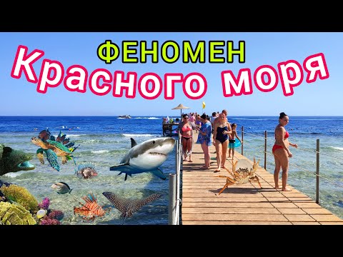 Египет, Красное море - «Красное море способно свести с ума ...