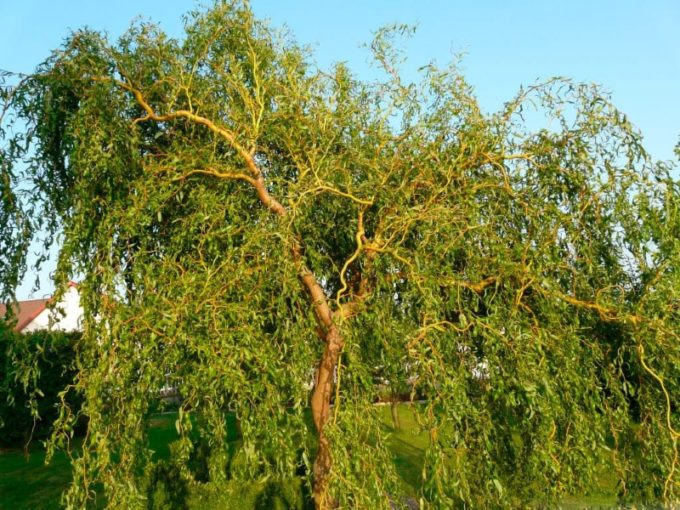 Ива золотистоволосистая Крисокома (Salix sepulcralis Chrysocoma)