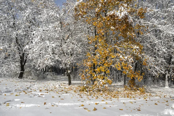 Осеннее утро ранняя осень простой ...