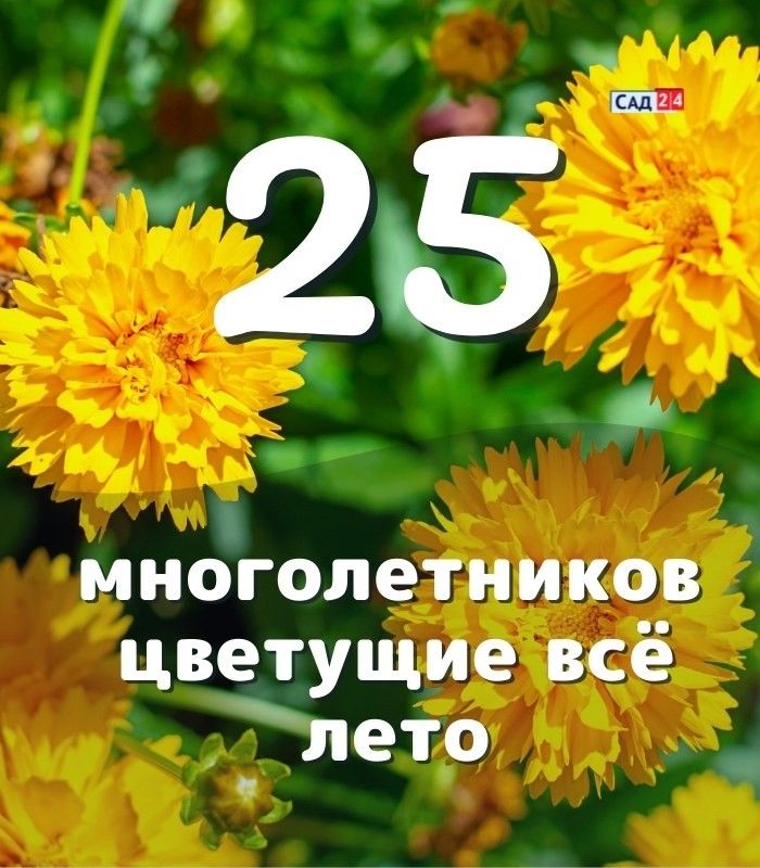 Топ-5 многолетников, цветущих все лето