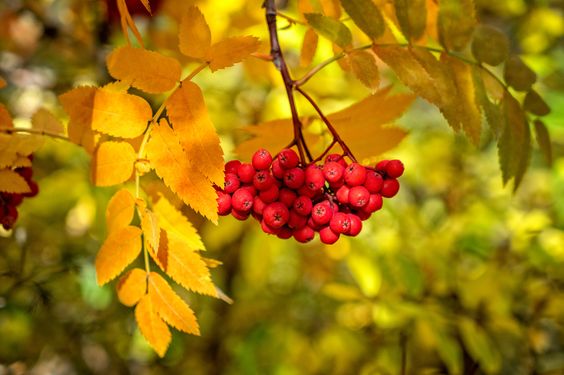 Рябина промежуточная Брауерс (Sorbus intermedia Brouwers ...