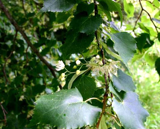 Липа мелколистная (Tilia cordata) и липа крупнолистная (T ...