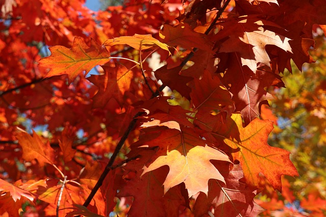 Quercus rubra, Дуб красный|landshaft.info