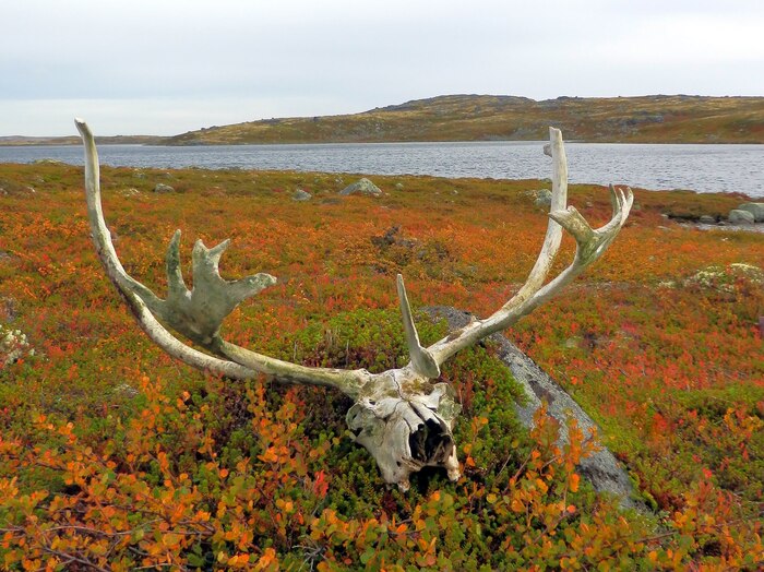 Tundra autumn landscape ...