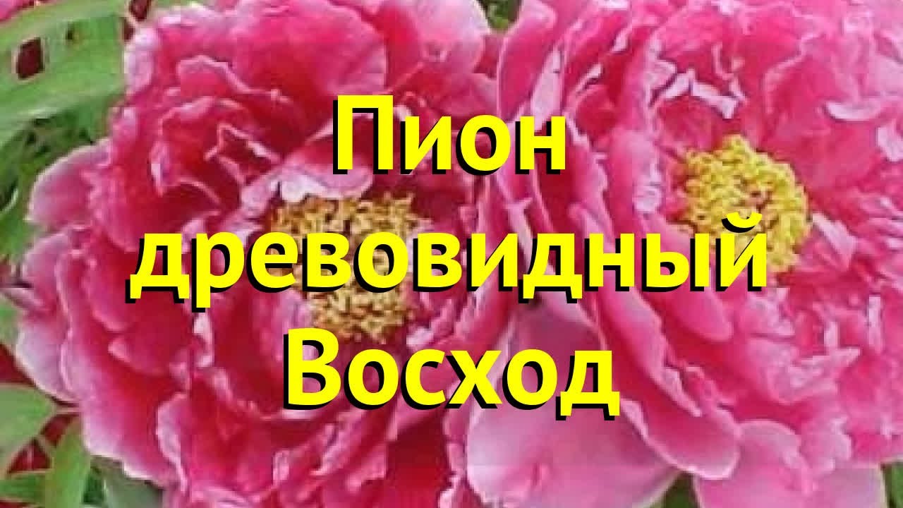 Саженцы пиона древовидного Лантиан Джей купить в Москве и ...