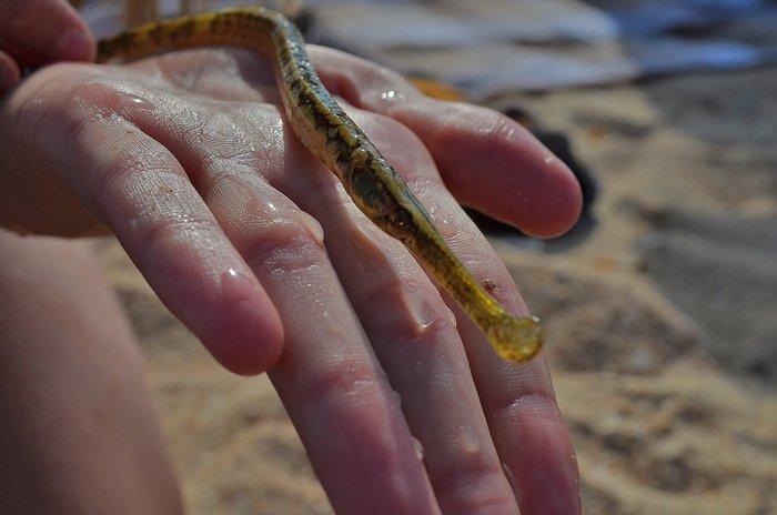 Какие рыбы обитают на Черном море ...