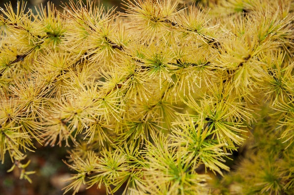 Лиственница европейская (Larix decidua) 'Fastigiata ...