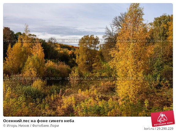 Фотообои Осенний лес и дорога (артикул ...