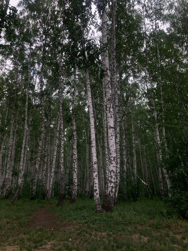 Скачать картинки Березовая роща, стоковые фото Березовая роща ...