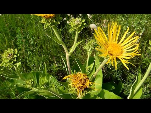 Девясил высокий (Inula Helenium L.) - «Наш гость - красивый и ...