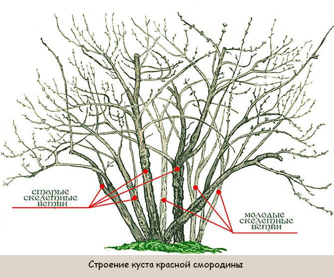 Соверен - Правильная обрезка кустов ...