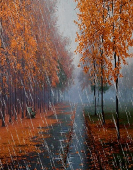 Осенний дождь ☔.Фото: andrian_zvigin | ДуровЛох - аналог ...