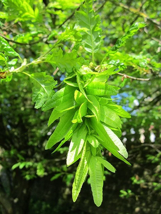 Купить Семена Граб обыкновенный (Carpinus betulus) 150 г ...