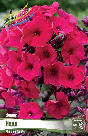 Phlox paniculata Babje Leto