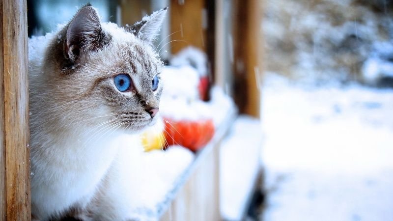 Скачать картинки Кот зима, стоковые ...