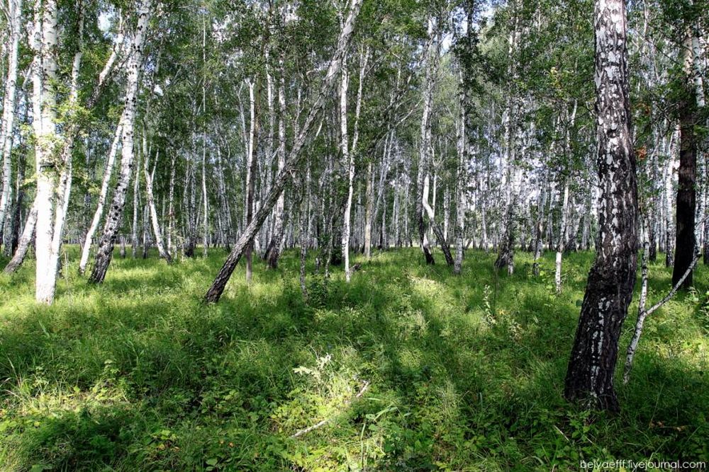 По всему миру беспощадно уничтожают ...