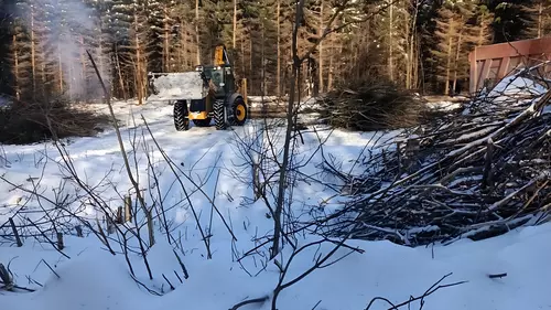 вырубка лесов ⋆ ІА 