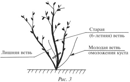 Как правильно обрезать ягодные ...