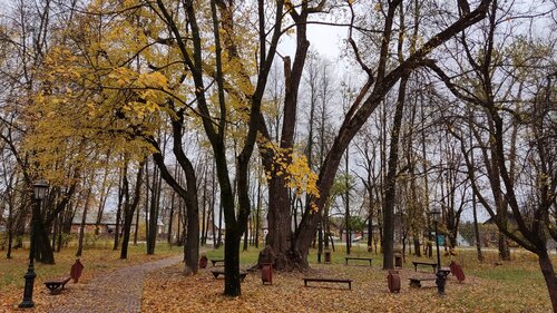 Серый тополь цветов, листьев осенью в ...