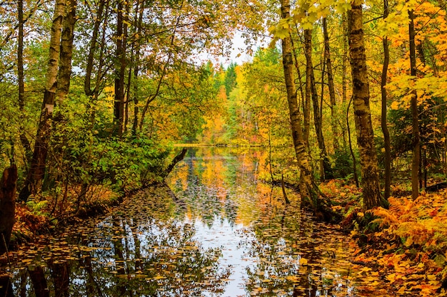 Осенний лес с зелеными вечнозелеными ...