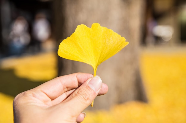 Ginkgo biloba, Гинкго двулопастный|landshaft.info