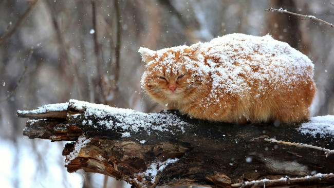 Кот Зима Изображения – скачать ...