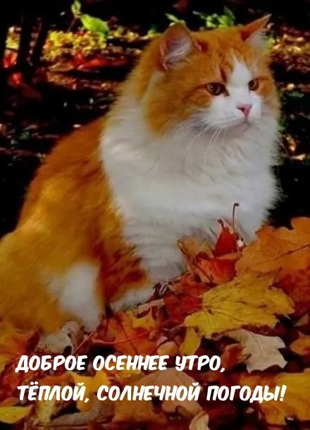 Осень Доброе Утро Природа | TikTok