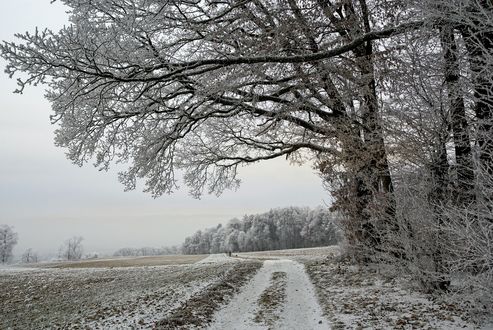 Фотообои Ночной зимний лес на стену ...