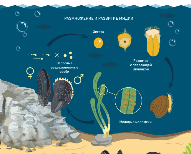 Что скрывают воды Чёрного моря - Статьи и репортажи РГО