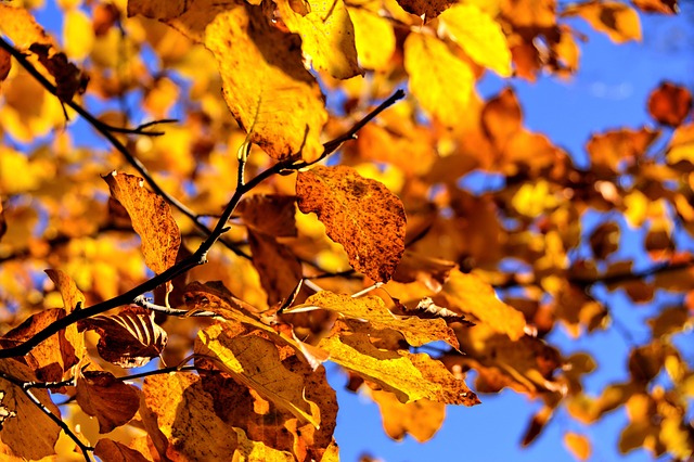 Саджанці Бука лісового (Fagus sylvatica) заказать по почте в ...