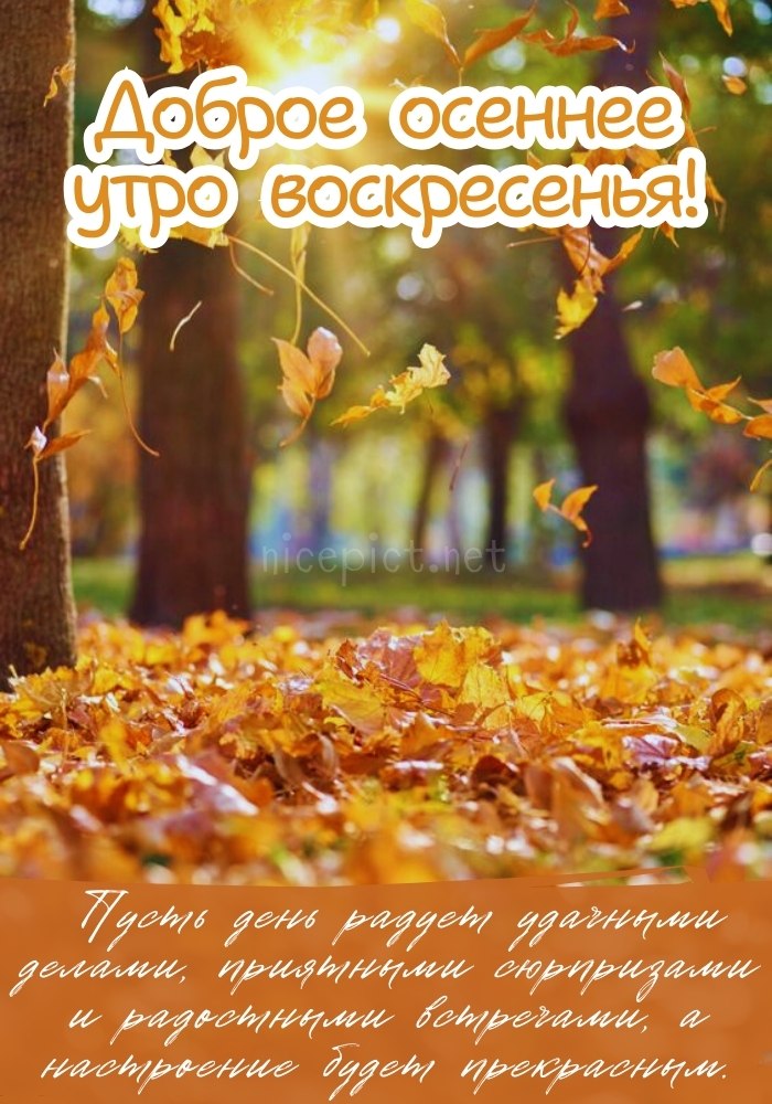 Осень… Доброе утро! ☀️🍂 картинки красивые с супер словами ...