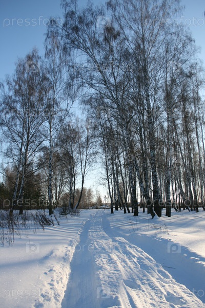 Лесная дорога зимой