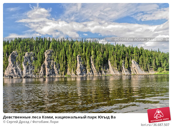 Девственные леса Коми: где находится, описание, история